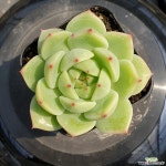 달맞이 44 다육식물