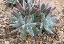 화이트그리니 5두 다육식물