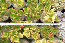 알젠티아금(자연군생/랜덤발송) 다육금