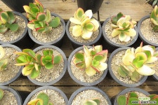 알젠티아금(자연군생/랜덤발송) 다육금