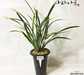 금기관/난/동양란/서양란/정화/농장/풍란/식물/공기정화식물/난농장/나라아트 기타 동양란