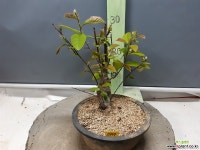 모과 ( 5977 ) 야생화