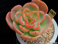 쉘리 193 (묵은아이) 다육식물