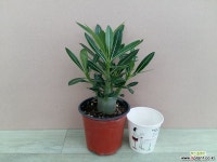 석화소품(사막의장미) 야생화