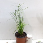 파피루스 초본류