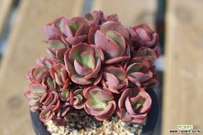 수연 04-539 다육식물