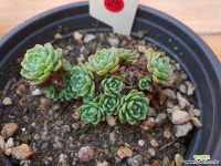 장미바위솔-25 바위솔