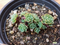 장미바위솔-25 바위솔