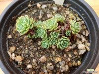 장미바위솔-25 바위솔