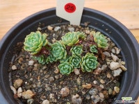 장미바위솔-25 바위솔