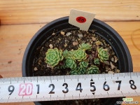 장미바위솔-25 바위솔