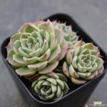 필립4743 다육식물