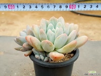 후레뉴(대) 15-441 다육식물