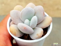 문스톤*라우이 15- 다육식물