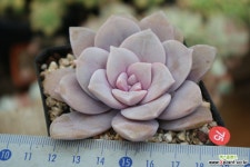 펜타드럼(금종자) 다육식물