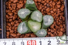 창천(蒼天(Sou ten))-02-20-No.2018 하월시아