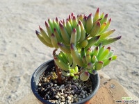 백미인 (목질) 1032 0419 다육식물