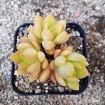 명월 다육식물