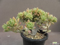 리틀뷰티 다육식물