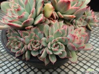 황홀한 연꽃 금(자연군생)_b37 다육금