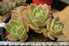 아레네스군생묵은둥이 다육식물