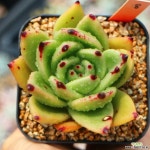 피그넷8 다육식물