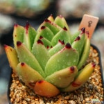 피그넷8 다육식물