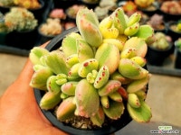 웅동자금 18-537 다육식물