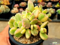 웅동자금 18-537 다육식물