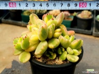 웅동자금 18-537 다육식물