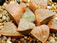 수정콤프토니아 36- 하월시아