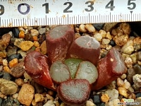 마경만상 37-24 하월시아