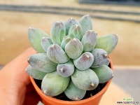 하늘미인 19-268 다육식물