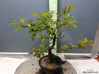 해당 ( 3017 ) 야생화