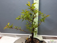 해당 ( 3017 ) 야생화