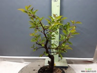 해당 ( 3017 ) 야생화