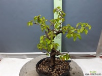 소사 ( 3020 ) 야생화