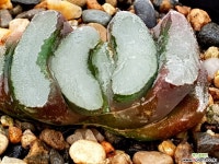 백자옥선 40- 하월시아