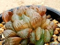 수정군생 40- 하월시아