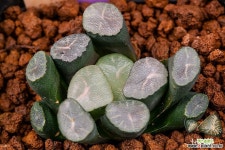 야마모토 3x16(13) 山本(YAMAMOTO) 3 x 16(13)-03-02-No.3722 하월시아 