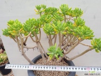 묵은청솔대품 다육식물