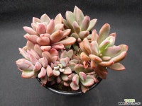 원종프리티-3101 다육식물