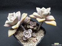 퍼플딜라이트-3101 다육식물