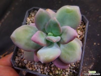 울리불리 425-1983 다육식물