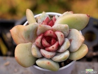 트럼소(상아스페샬) 군생 2-5494 다육식물