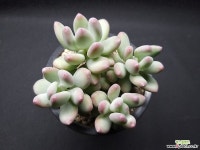 이미인-3101 다육금