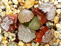 대경만상 47- 하월시아