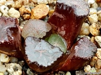 대경만상 47- 하월시아