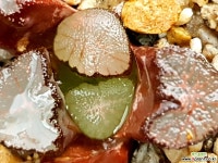 대경만상 47- 하월시아