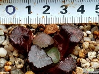 대경만상 47- 하월시아